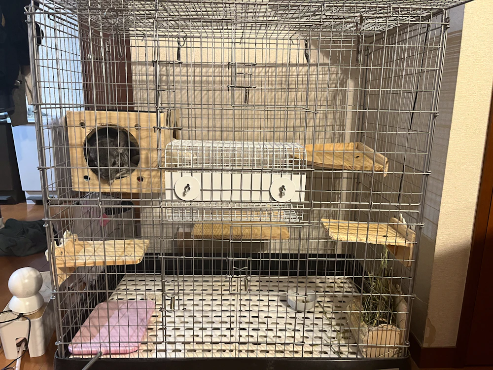 チンチラ、飼いはじめました！ | 株式会社誠文堂新光社